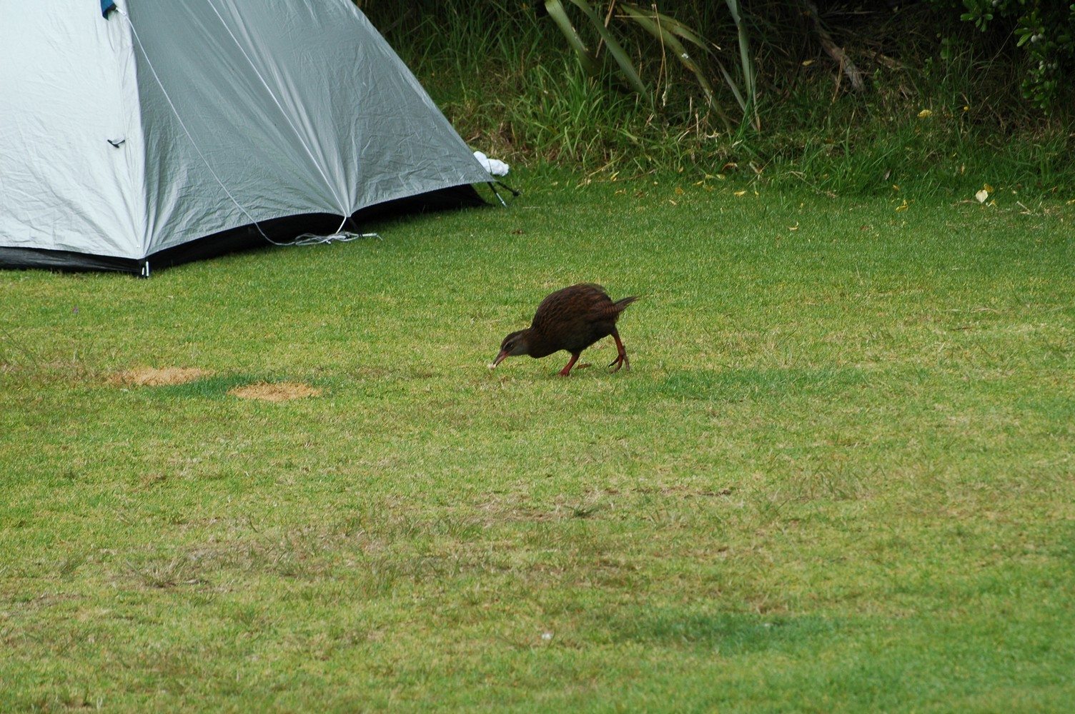059   24 01   Greymouth   Fox Glacier